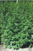 Artemisia annua L